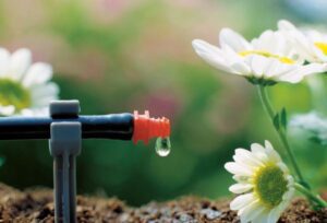 آبیاری قطره ای