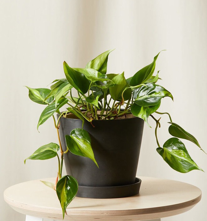 چگونه دیوار سبز طراحی کنیم؟