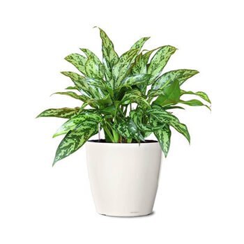 چگونه دیوار سبز طراحی کنیم؟