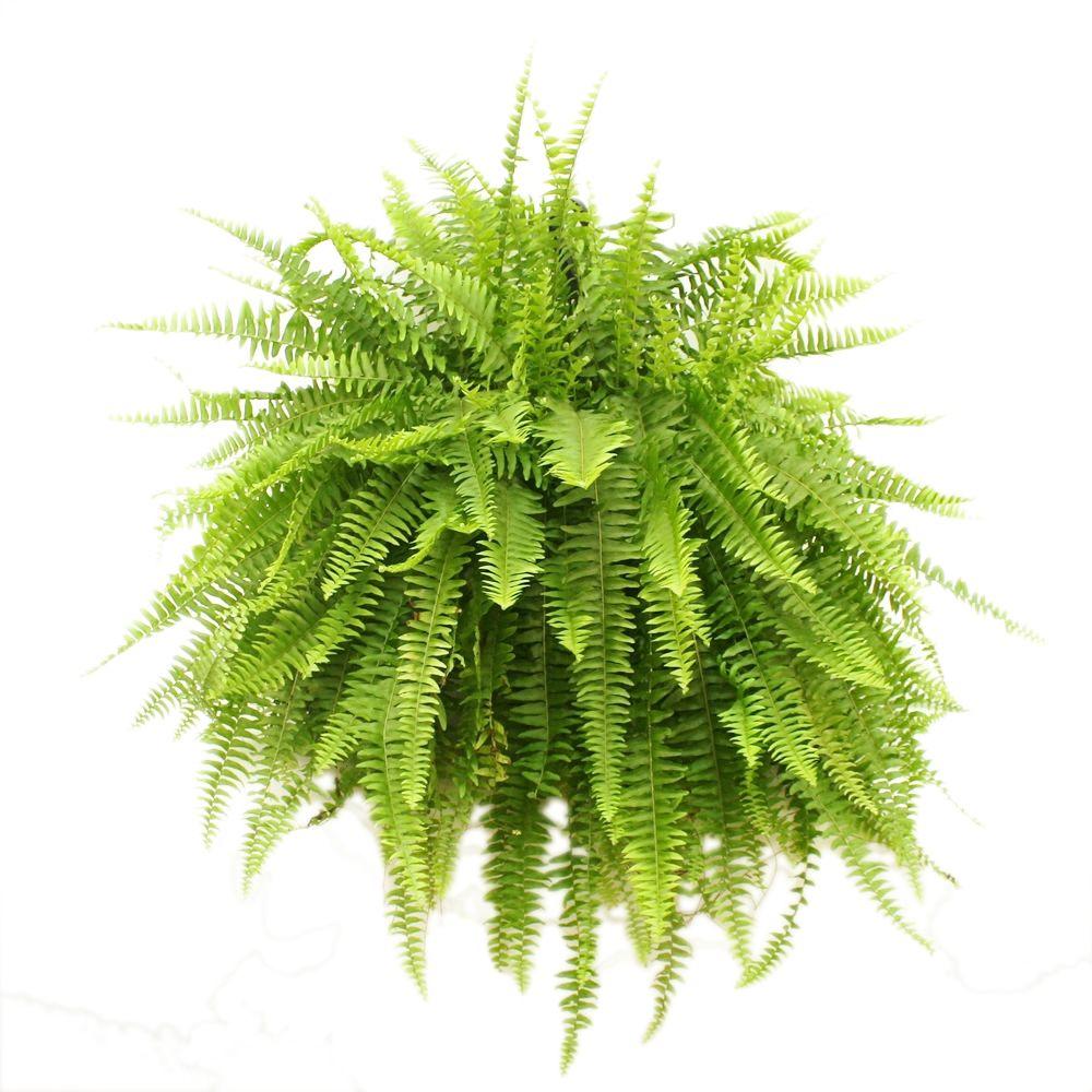 چگونه دیوار سبز طراحی کنیم؟