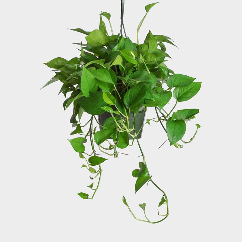 چگونه دیوار سبز طراحی کنیم؟